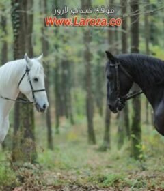 مسلسل المؤسس عثمان الحلقة 3 الثالثة مترجمة | قيامة عثمان